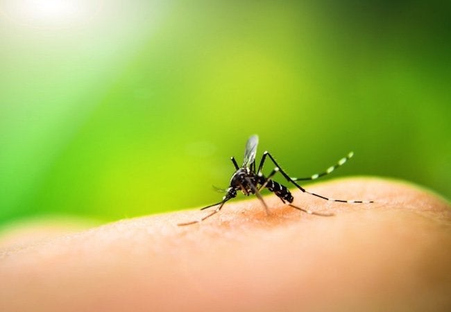 DIY  Mosquito Repellent