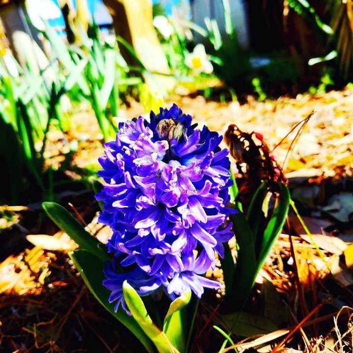 FOTD :  Colors of Hyacinths